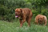 DOGUE DE BORDEAUX 303